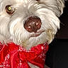 dog, white_dog, fluffy, long_hair, pet, canine, portrait, close_up, red_bandana, paisley, brown_nose, brown_eyes, looking_at_camera, indoor, flash_photography, black_background, seated, fur, cute, companion_animal
