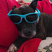 Olly participe au concours pour gagner de l'argent avec cette photo : animal, black_dog, canine, casual, close_up, comfort, cozy, cushion, dog, face, furniture, home, indoor, paw, pet, red_blanket, relaxing, resting, sunglasses, white_paw