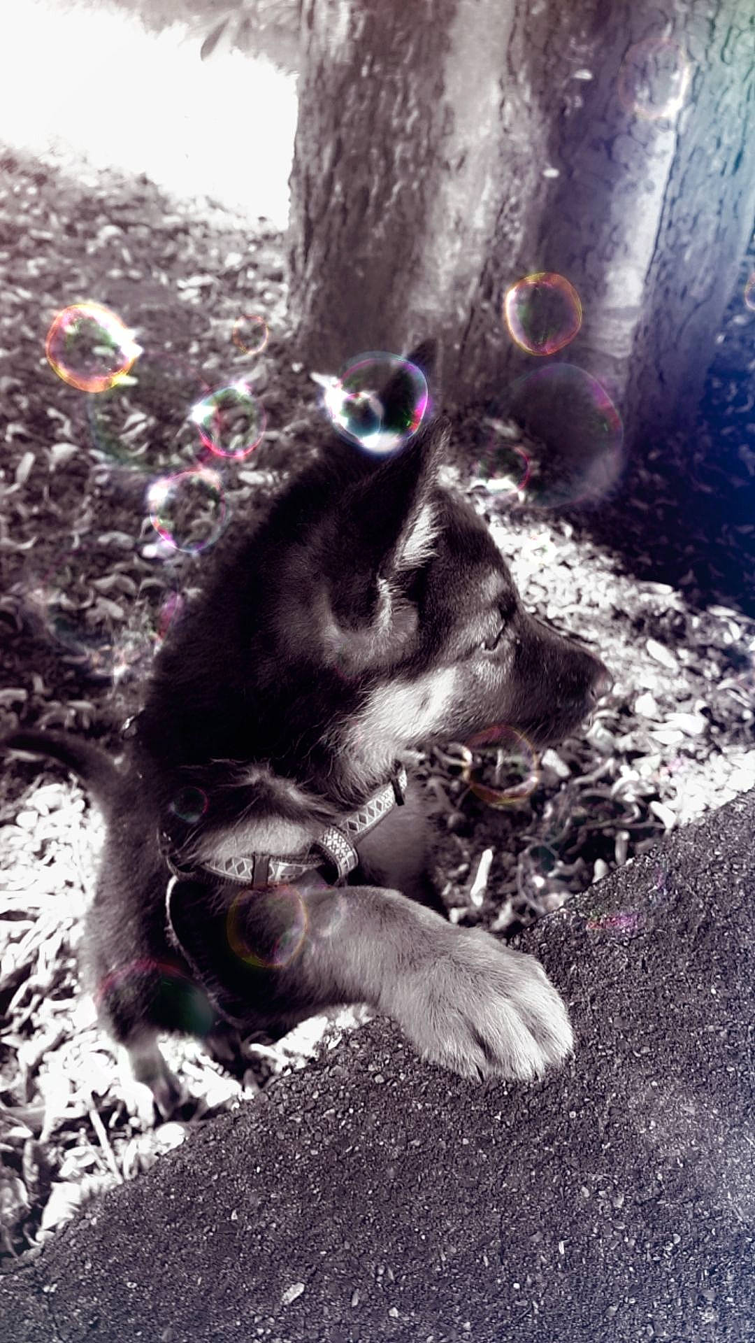 Plume participe au concours pour gagner de l'argent avec cette photo : canidae, carnivore, dog_breed, snout