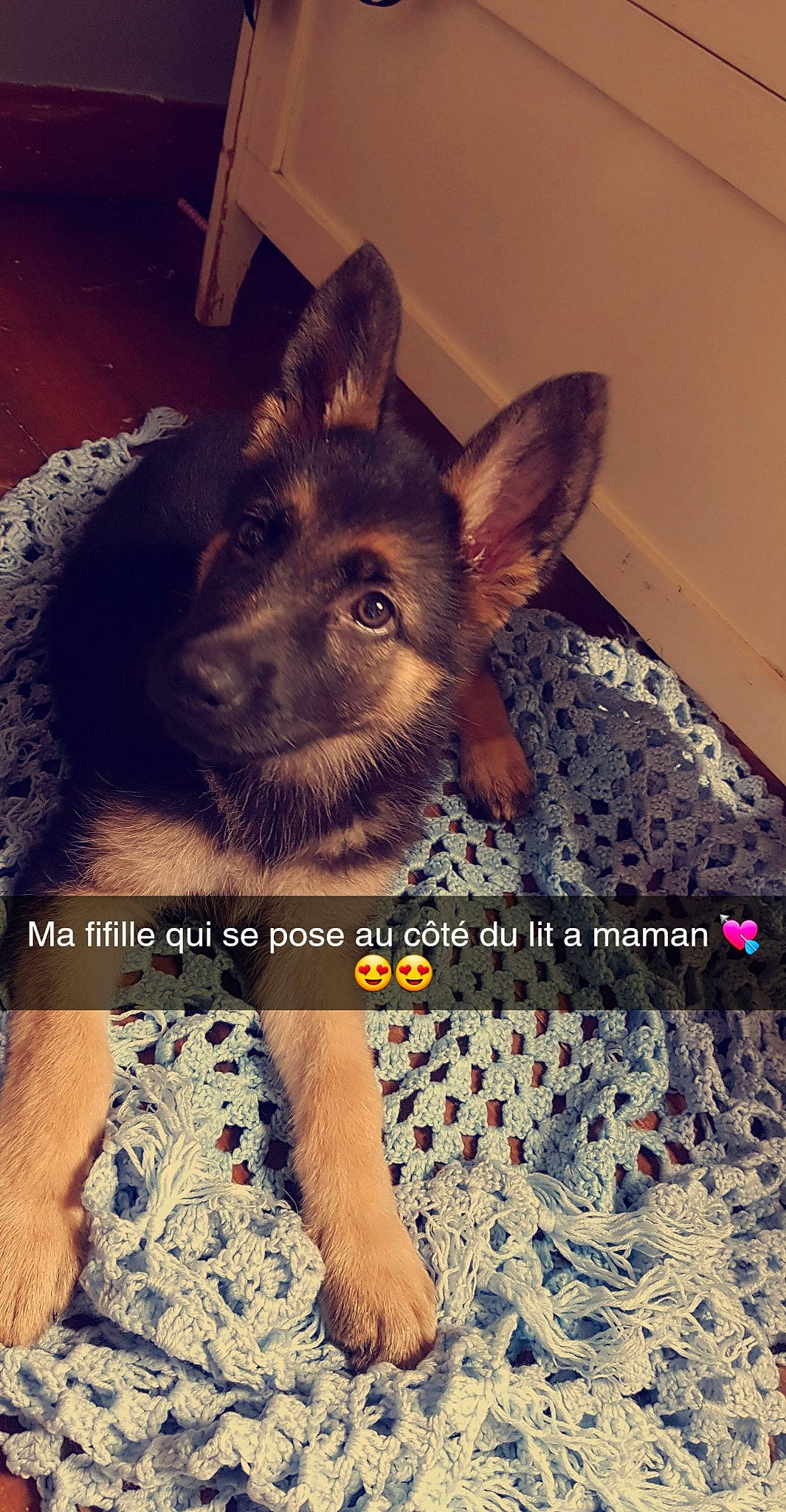 Plume a rejoint le concours — aidez-le/la à gagner de superbes lots ! canidae, carnivore, dog, dog_breed, fawn, german_shepherd_dog, liver, mammal, photo_caption, puppy, vertebrate