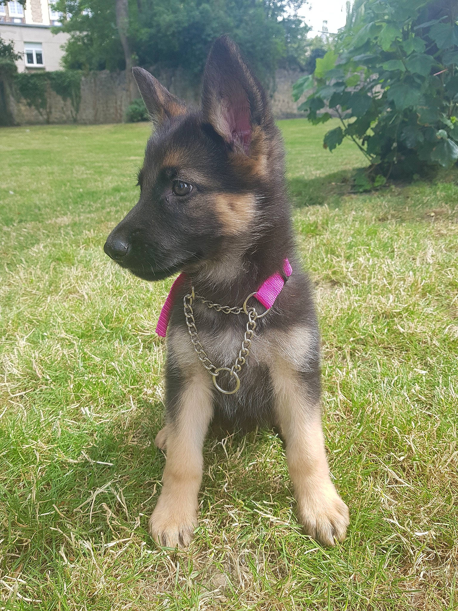 Plume participe au concours pour gagner de l'argent avec cette photo : belgian_shepherd, belgian_shepherd_malinois, canidae, carnivore, dog, dog_breed, east_european_shepherd, fawn, german_shepherd_dog, herding_dog, king_shepherd, kunming_wolfdog, mammal, old_german_shepherd_dog, rare_breed_dog, shiloh_shepherd_dog, snout, vertebrate, working_dog