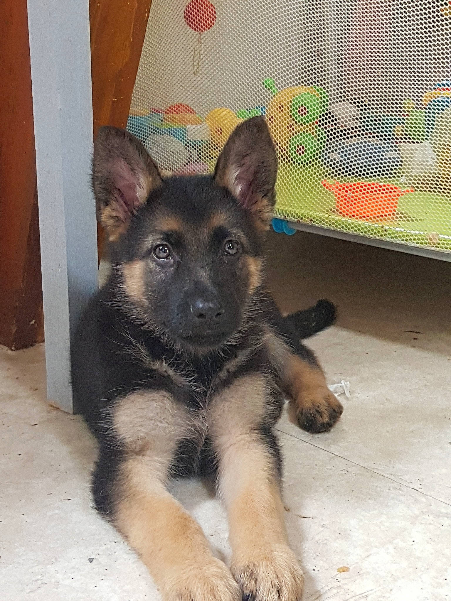 Plume participe au concours pour gagner de l'argent avec cette photo : belgian_shepherd, belgian_shepherd_malinois, canidae, carnivore, dog, dog_breed, east_european_shepherd, fawn, german_shepherd_dog, king_shepherd, mammal, old_german_shepherd_dog, puppy, rare_breed_dog, shiloh_shepherd_dog, vertebrate