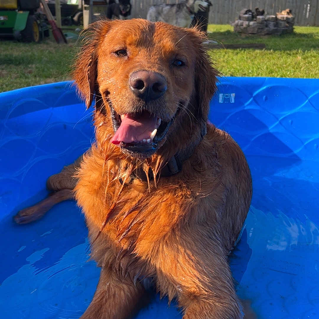 Budderball is registered to the contest to win money with this photo: animal, backyard, blue, canine, dog, fence, golden_retriever, grass, happy, nature, outdoor, pet, playing, pool, relaxed, summer, sunny, tongue_out, water, wet_fur