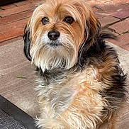 Jude is registered to the contest to win money with this photo: affenpinscher, animal, brick, canine, cockerspaniel, dog, flagstone, hardwood, hound, papillon, path, pet, poodle, puppy, sidewalk, slate, terrier, tile, walkway, wood