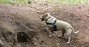 Meeko is registered to the contest to win money with this photo: dog, animal, outdoor, dirt, hole, leash, harness, walking, earth, grass, nature, pet, canine, side_view, curious, daylight, ground, small_dog, brown, playful
