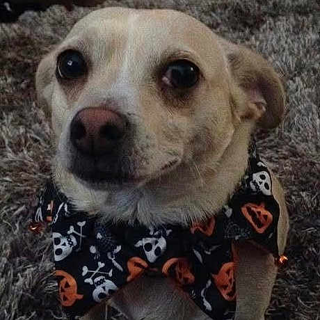 Meeko