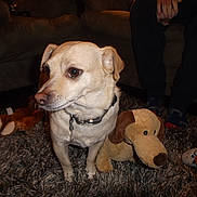 Meeko is registered to the contest to win money with this photo: dog, stuffed_toy, carpet, indoor, couch, person, legs, collar, pet, home, plush, brown, fur, toy, animal, alert, cozy, living_room, soft, curious