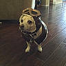 Meeko is registered to the contest to win money with this photo: dog, pet, costume, aviator_hat, goggles, leather, indoor, wooden_floor, brown, small_dog, canine, animal, standing, looking, cute, funny, home, flooring, apparel, accessory