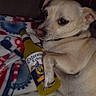 Meeko joined the competition — help win amazing prizes! dog, bottle, blanket, animal, pet, light_fur, lying_down, clutching, label, cartoon, yellow, red, blue, white, fur, domestic_animal, collar, indoor, close_up, curious