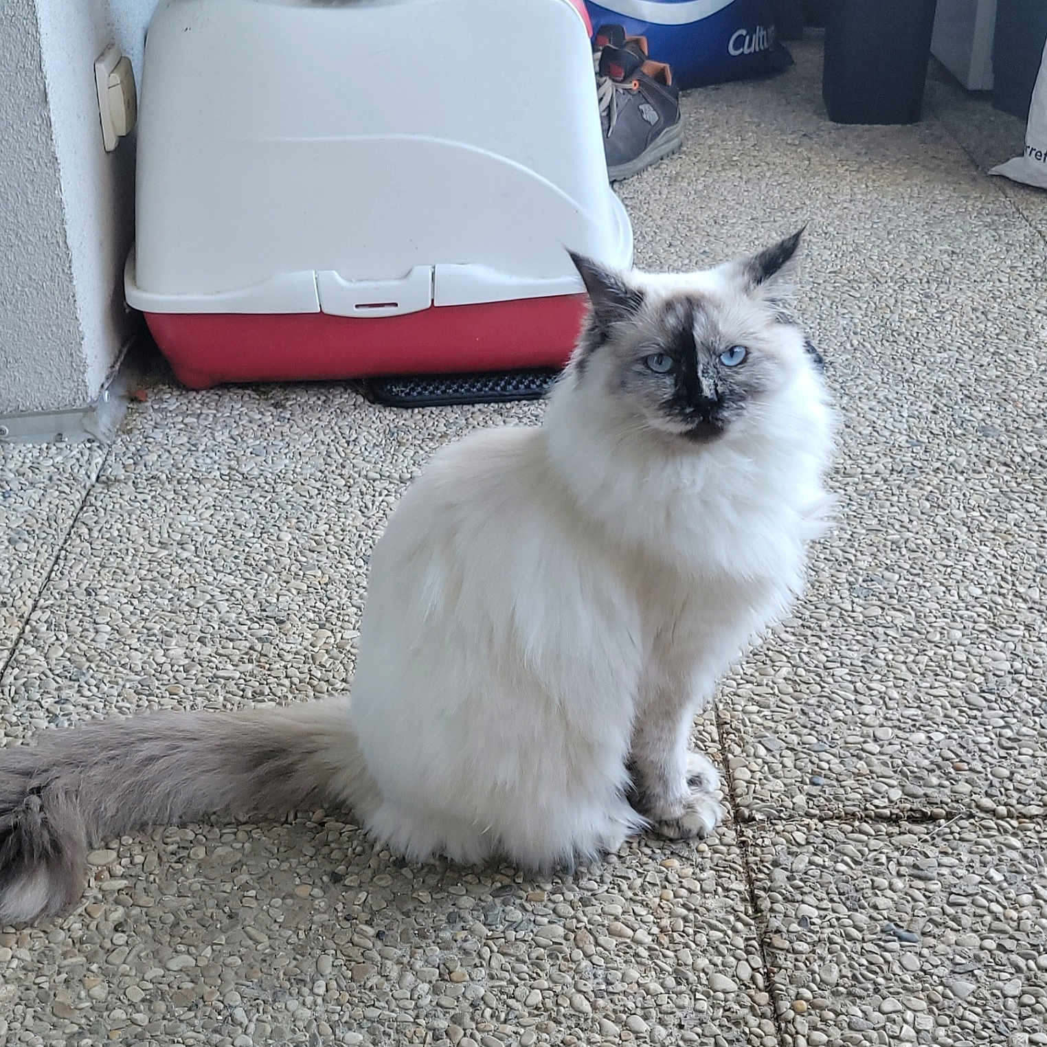 Zara a rejoint le concours — aidez-le/la à gagner de superbes lots ! accessories, angora, animal, bag, cat, clothing, footwear, handbag, indoors, kitten, manx, path, pebble, pet, road, shoe, siamese, sidewalk, slate, strap