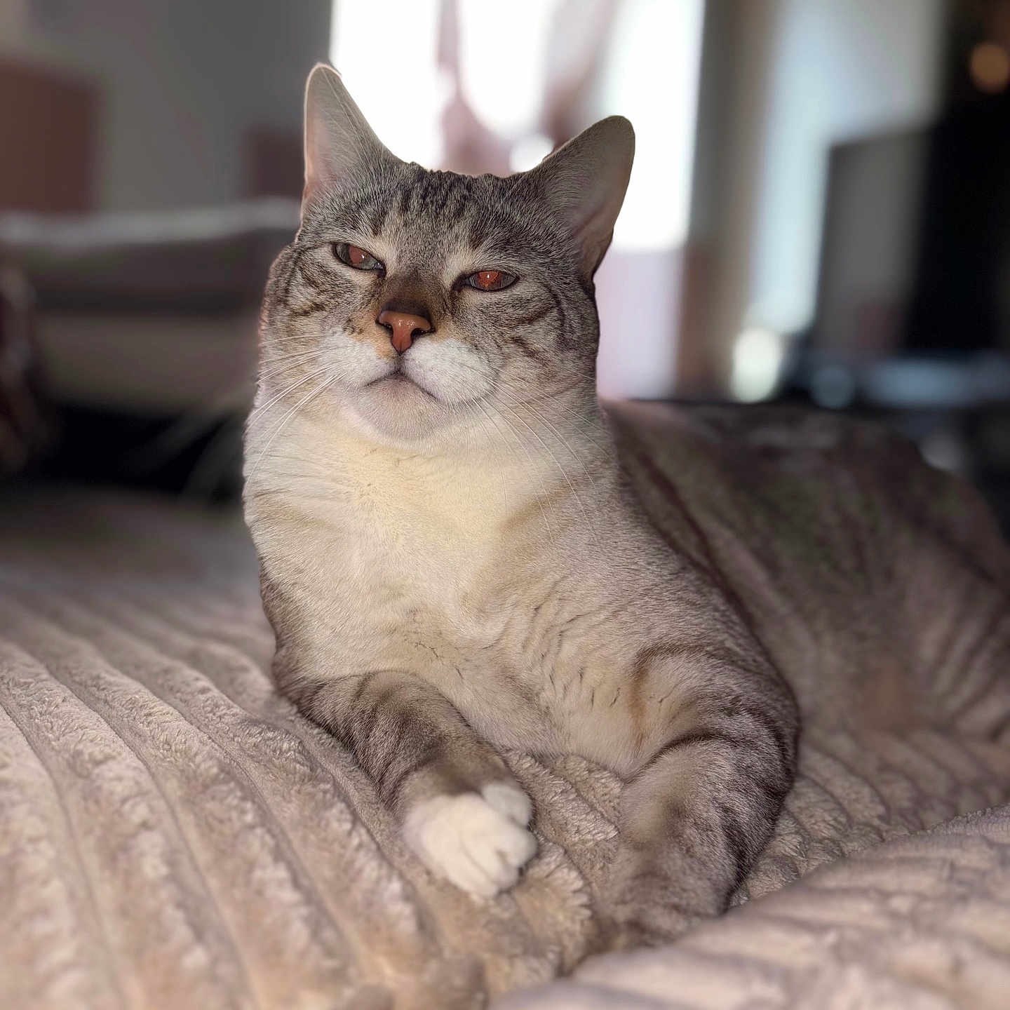 Miyuki a rejoint le concours — aidez-le/la à gagner de superbes lots ! cat, animal, pet, feline, indoor, bed, blanket, relaxed, fur, portrait, lying_down, whiskers, ears, face, eyes, paw, domestic, cozy, soft, home