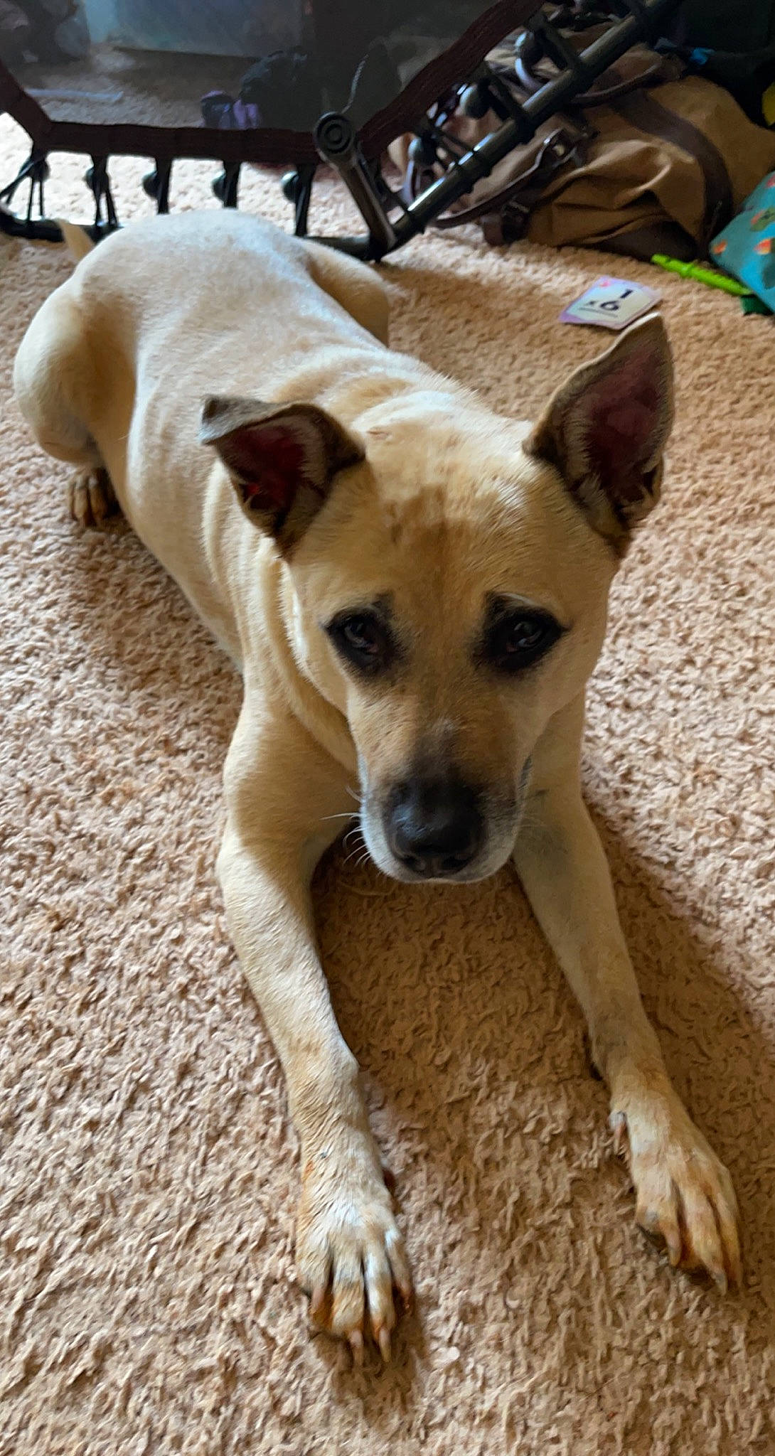 Bella joined the competition — help win amazing prizes! canidae, carnivore, chair, companion_dog, dog, dog_breed, fawn, flooring, non_sporting_group, sporting_group, street_dog, terrestrial_animal, whiskers, wood, working_animal