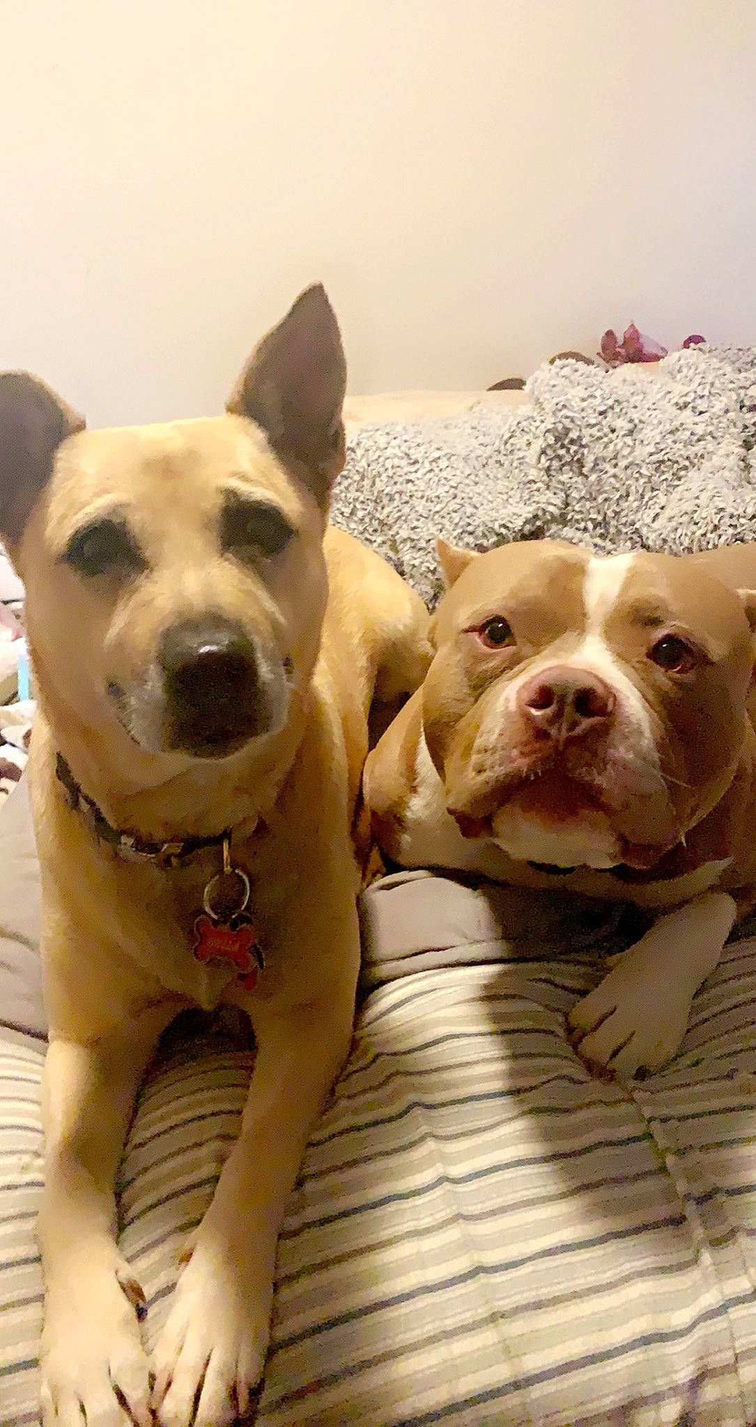 Bella is registered to the contest to win money with this photo: ancient_dog_breeds, canidae, carnivore, collar, companion_dog, dog, dog_breed, dog_collar, fawn, guard_dog, jaw, molosser, non_sporting_group, pet_supply, snout, sporting_group, vertebrate, whiskers, working_animal, working_dog