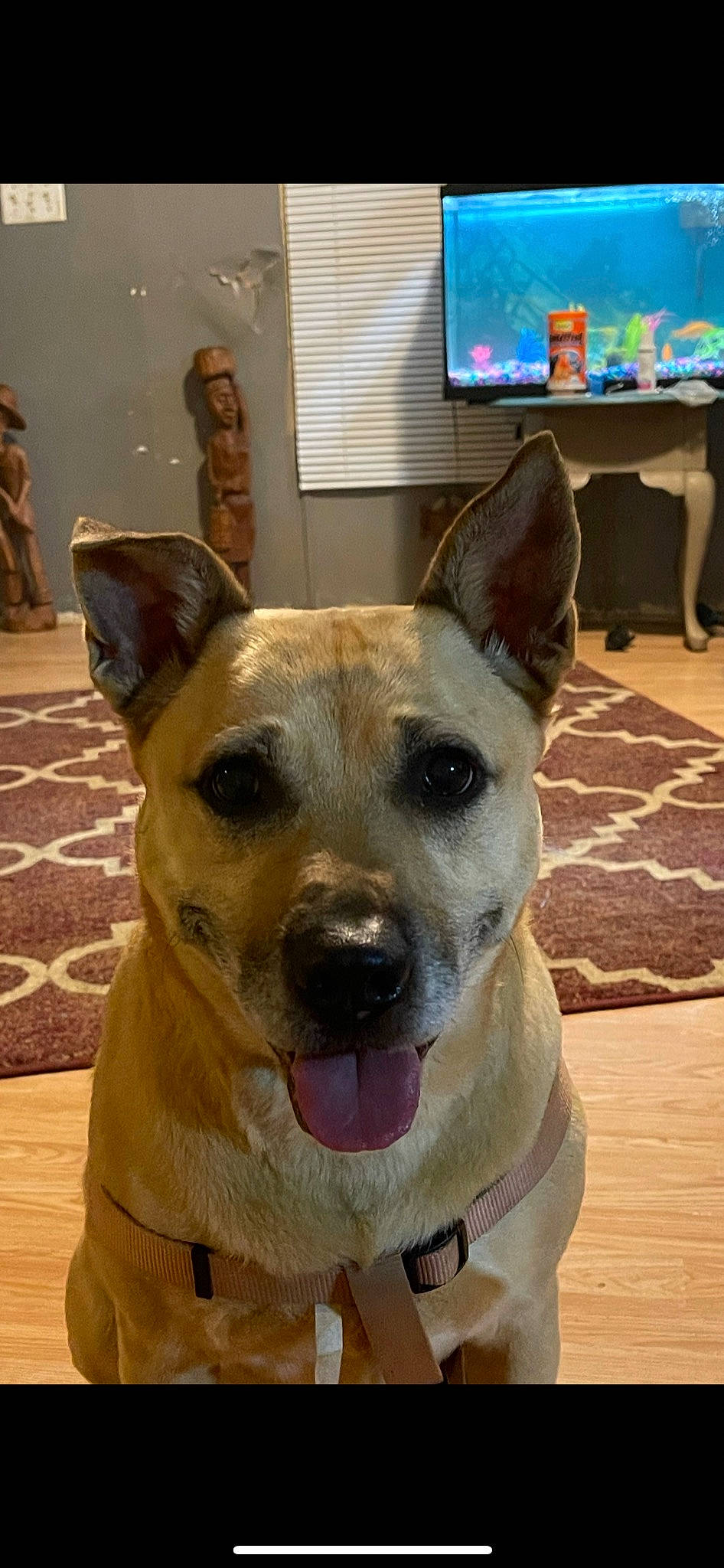 Bella joined the competition — help win amazing prizes! cable_television, carnivore, collar, companion_dog, dog, dog_breed, dog_collar, fawn, flooring, giant_dog_breed, guard_dog, pet_supply, picture_frame, snout, sporting_group, television, terrier, whiskers, working_animal, working_dog