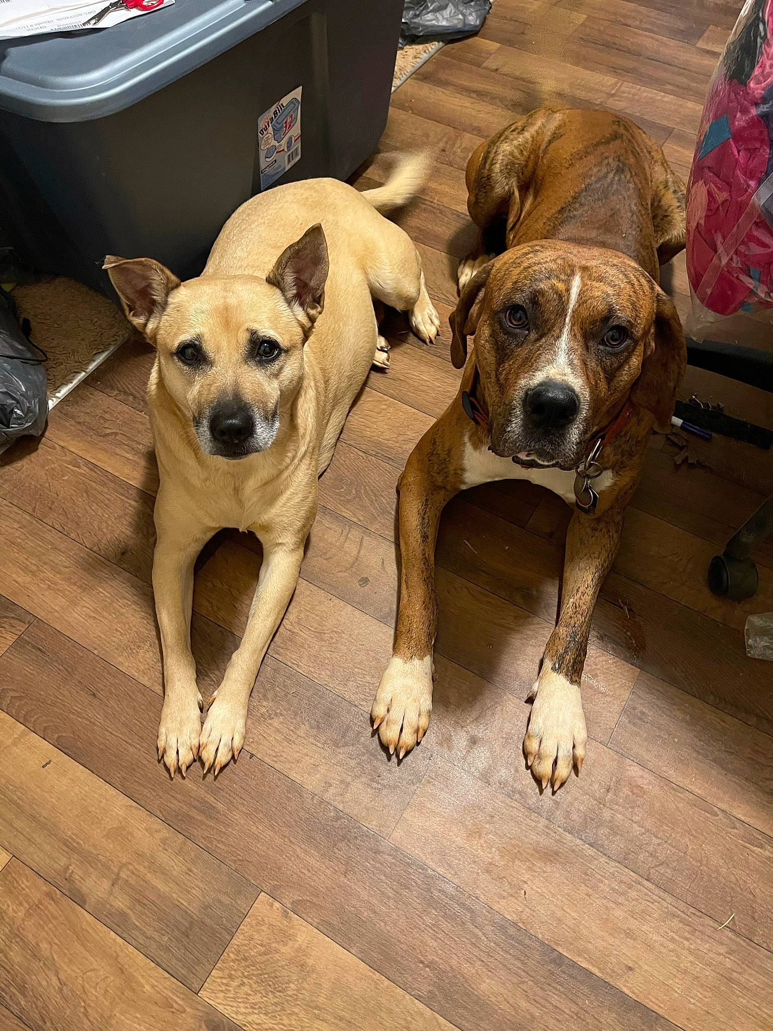 Bella is registered to the contest to win money with this photo: carnivore, companion_dog, computer_keyboard, dog, dog_breed, dog_collar, dog_supply, fawn, floor, flooring, hardwood, mammal, paw, puppy_love, snout, sporting_group, tail, wood, wood_flooring, working_animal