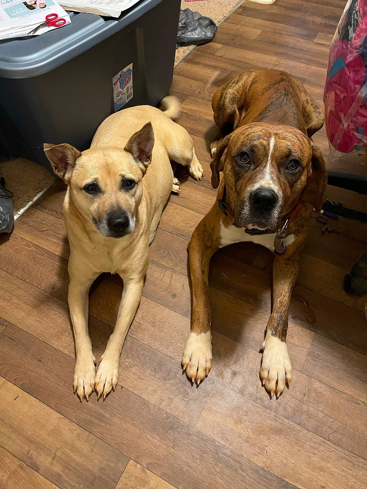 Boogie joined the competition — help win amazing prizes! canidae, carnivore, collar, companion_dog, dog, dog_breed, dog_collar, dog_supply, fawn, floor, flooring, hardwood, mammal, paw, pet_supply, snout, sporting_group, vertebrate, wood, working_animal