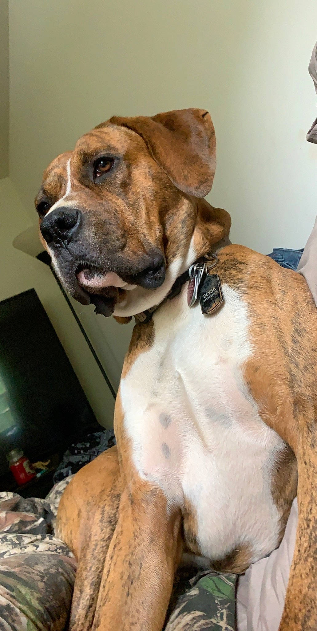 Boogie is registered to the contest to win money with this photo: ancient_dog_breeds, canidae, carnivore, collar, companion_dog, dog, dog_breed, dog_collar, fawn, fur, liver, molosser, non_sporting_group, pet_supply, snout, sporting_group, whiskers, working_animal, working_dog, wrinkle