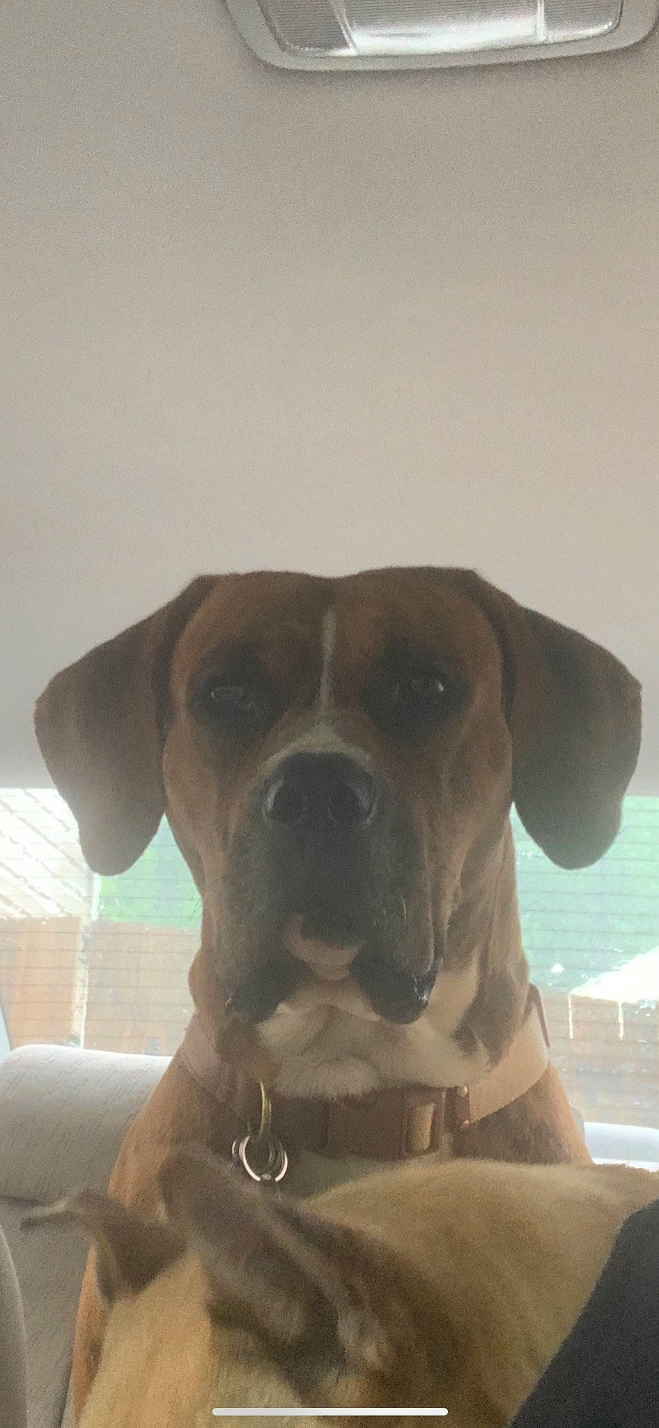 Boogie is registered to the contest to win money with this photo: canidae, carnivore, collar, companion_dog, dog, dog_breed, dog_collar, fawn, giant_dog_breed, guard_dog, molosser, pet_supply, shade, snout, sporting_group, water, whiskers, window, working_animal, working_dog