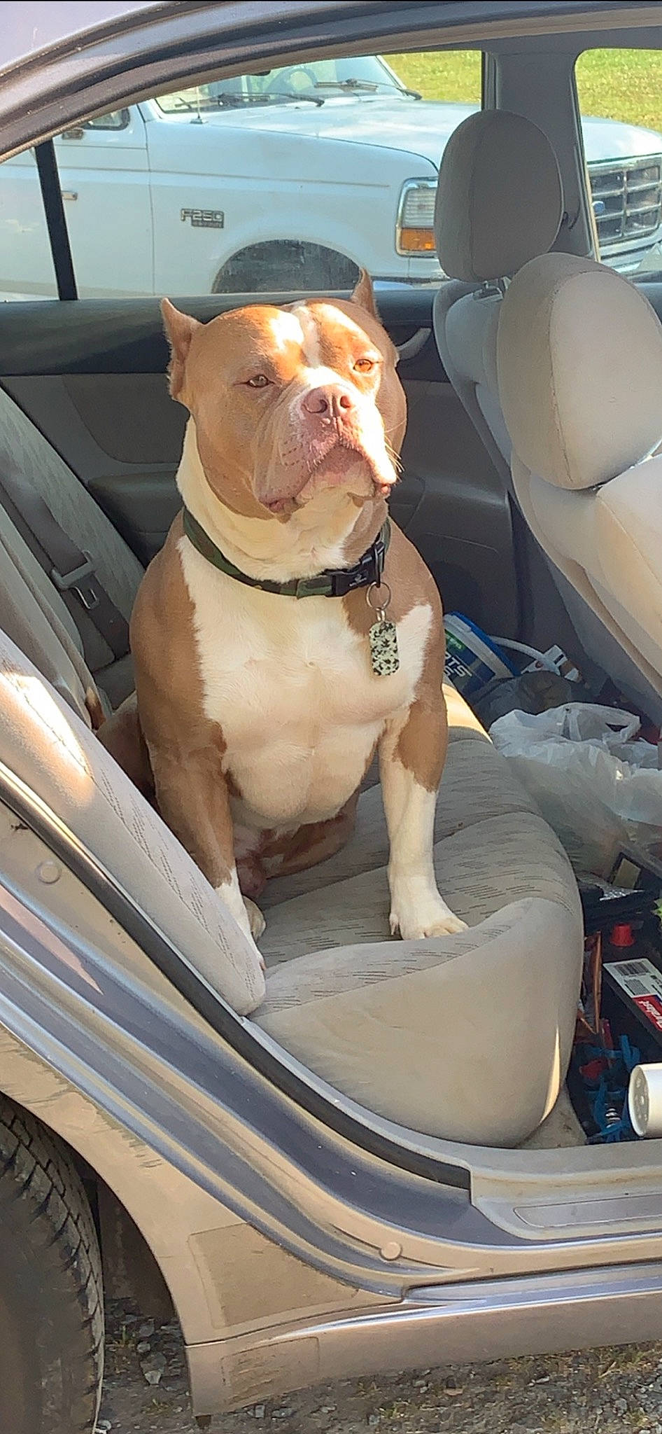Thrax is registered to the contest to win money with this photo: auto_part, automotive_exterior, automotive_lighting, bulldog, car, car_seat, carnivore, collar, companion_dog, dog, fawn, fender, hood, land_vehicle, light, mode_of_transport, motor_vehicle, vehicle, vehicle_door, window