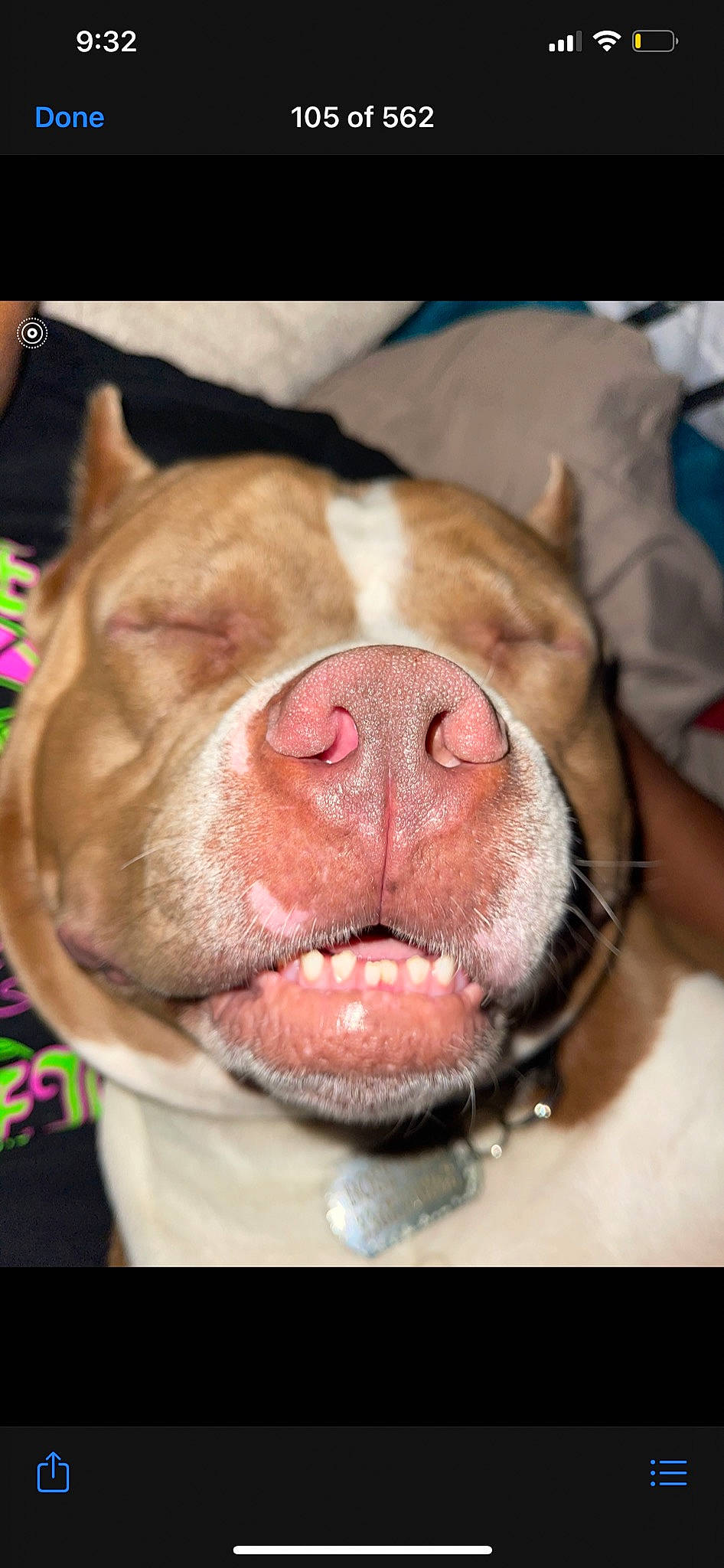 Thrax joined the competition — help win amazing prizes! canidae, carnivore, close_up, companion_dog, dog, dog_breed, ear, fawn, fur, guard_dog, jaw, liver, nose, plant, snout, sporting_group, whiskers, window, working_animal, wrinkle
