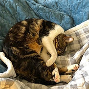 Poupoune participe au concours pour gagner de l'argent avec cette photo : cat, tabby, sleeping, curled_up, paw, blanket, quilt, cozy, indoor, resting, fur, striped, cute, pet, animal, soft, relaxing, comfort, home, nap