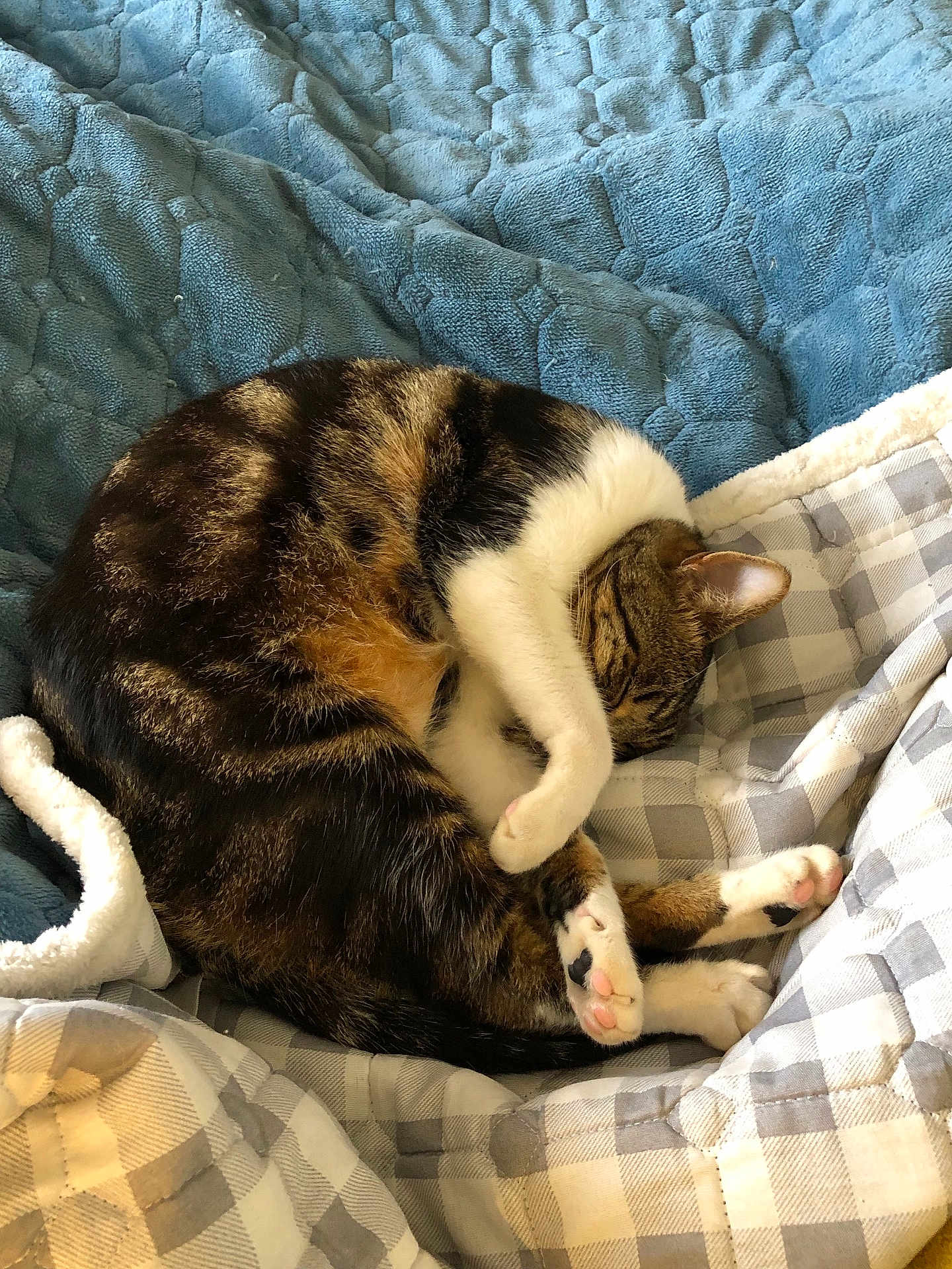 Poupoune participe au concours pour gagner de l'argent avec cette photo : cat, tabby, sleeping, curled_up, paw, blanket, quilt, cozy, indoor, resting, fur, striped, cute, pet, animal, soft, relaxing, comfort, home, nap