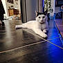 cat, white_cat, black_markings, lying_down, floor, tile_floor, indoor, home, plant, furniture, cabinet, blue_light, relaxed, pet, animal, domestic, cute, resting, living_room, cozy