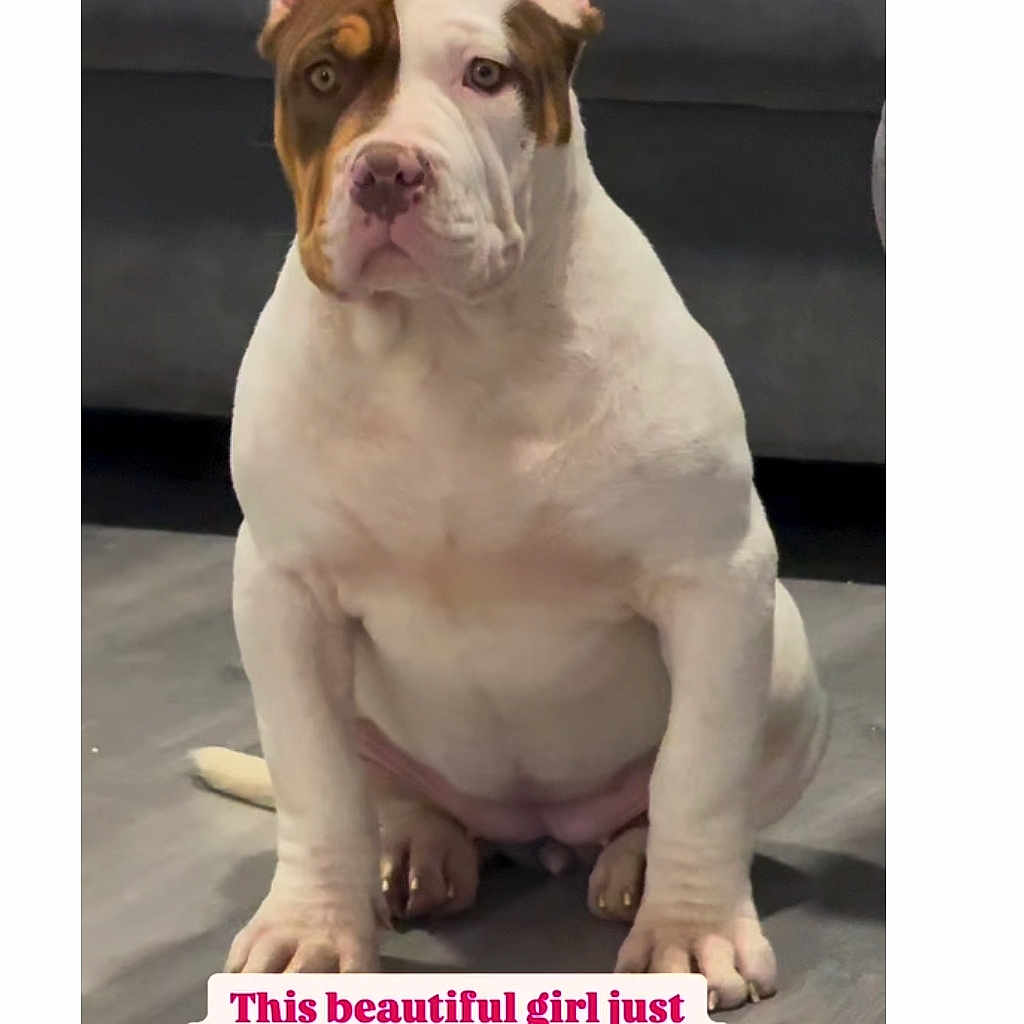 Nala a rejoint le concours — aidez-le/la à gagner de superbes lots ! advertisement, animal, boxer, bulldog, canine, dog, frenchbulldog, pet, pitbull, poster, puppy, snout