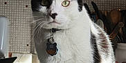 Macho is registered to the contest to win money with this photo: cat, black_and_white, pet, indoor, kitchen, counter, collar, tag, animal, feline, domestic, portrait, whiskers, ears, fur, sitting, looking, light, shadow, background