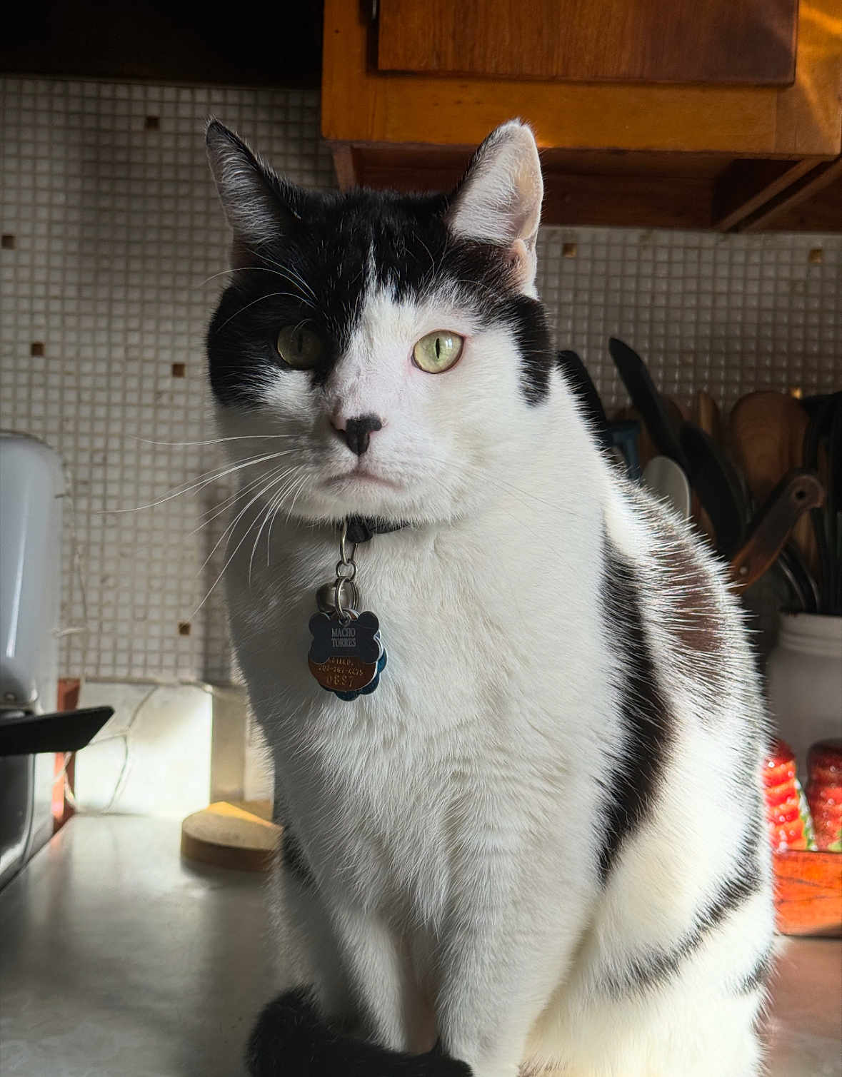 Macho is registered to the contest to win money with this photo: cat, black_and_white, pet, indoor, kitchen, counter, collar, tag, animal, feline, domestic, portrait, whiskers, ears, fur, sitting, looking, light, shadow, background