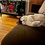 Macho joined the competition — help win amazing prizes! cat, couch, indoor, relaxing, pet, feline, brown_couch, wooden_floor, playpen, toys, home, comfort, black_and_white_cat, fur, animal, resting, cozy, living_room, domestic_cat, sleepy