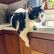 Macho is registered to the contest to win money with this photo: cat, black_and_white, pet, kitchen, countertop, wooden_cabinets, knife_block, plant, window, natural_light, relaxed, lounging, domestic, indoor, curious, animal, feline, whiskers, paw, collar