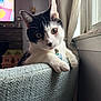 Macho joined the competition — help win amazing prizes! cat, black_and_white_cat, pet, indoor, couch, window, curtains, living_room, furniture, animal, close_up, focused, texture, natural_light, domestic_cat, whiskers, ears, green_eyes, collar, relaxed