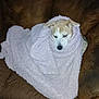 dog, blanket, couch, indoor, pet, cozy, brown, fur, snug, relaxed, animal, wrapped, comfort, home, resting, canine, soft, seated, ears, face