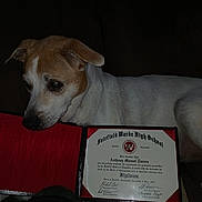 Boomer joined the competition — help win amazing prizes! dog, diploma, certificate, indoor, brown_and_white_dog, pet, animal, couch, dark_background, paper, text, closeup, face, ears, snout, fur, resting, lying_down, education, achievement