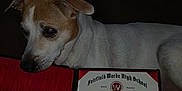 Boomer joined the competition — help win amazing prizes! dog, diploma, certificate, indoor, brown_and_white_dog, pet, animal, couch, dark_background, paper, text, closeup, face, ears, snout, fur, resting, lying_down, education, achievement
