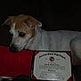 dog, diploma, certificate, indoor, brown_and_white_dog, pet, animal, couch, dark_background, paper, text, closeup, face, ears, snout, fur, resting, lying_down, education, achievement