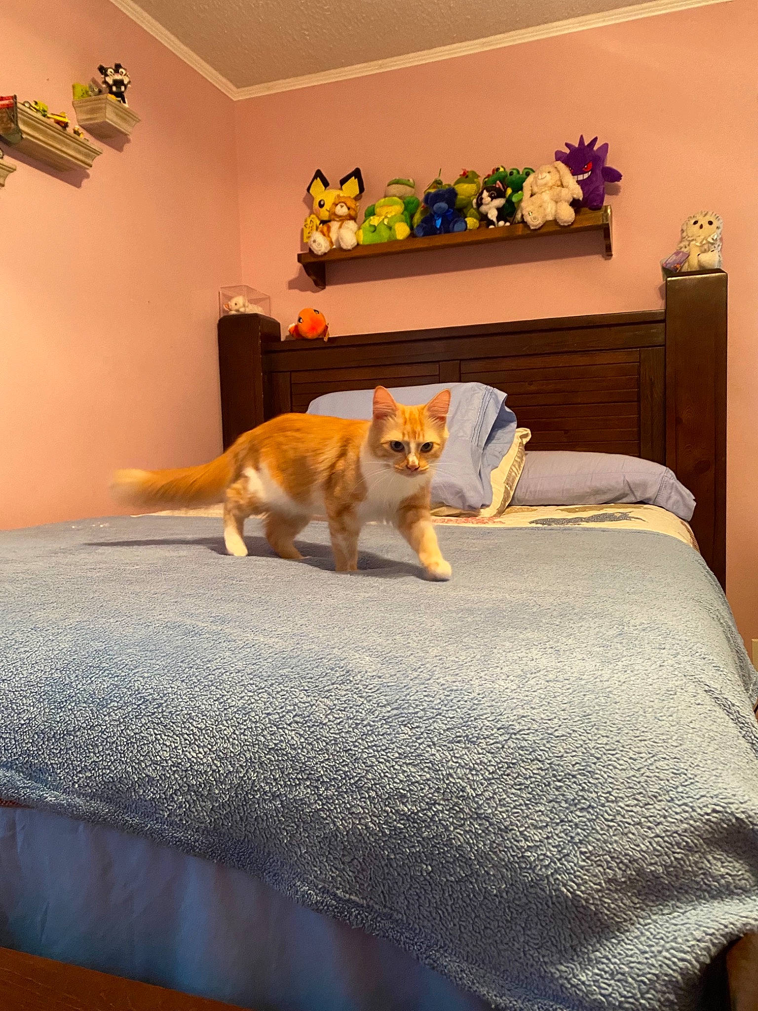 Lucy Lou joined the competition — help win amazing prizes! bed_frame, carnivore, comfort, dog, fawn, felidae, floor, flooring, furniture, houseplant, interior_design, lighting, orange, picture_frame, plant, table, textile, wall, wood, yellow