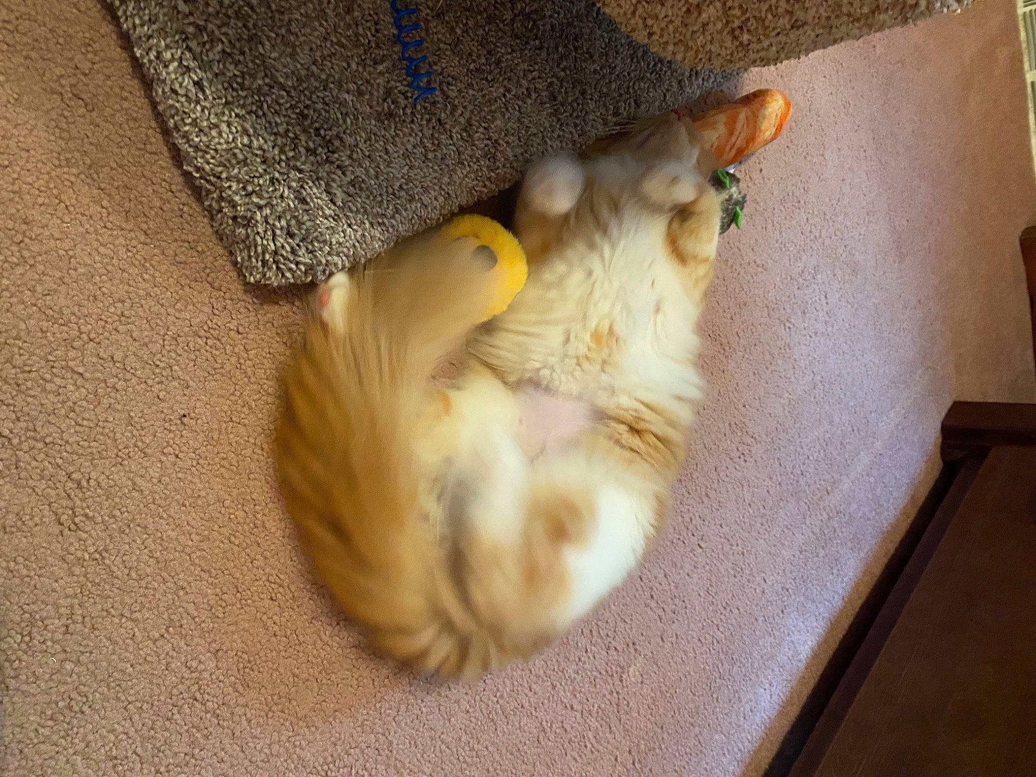 Lucy Lou joined the competition — help win amazing prizes! canidae, carnivore, claw, comfort, companion_dog, domestic_short_haired_cat, fawn, felidae, flooring, fur, hardwood, paw, plush, small_to_medium_sized_cats, stuffed_toy, tail, toy, whiskers, wood, wool