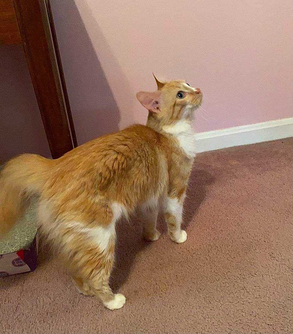 Lucy Lou joined the competition — help win amazing prizes! carnivore, cat, claw, domestic_short_haired_cat, door, fawn, felidae, floor, flooring, foot, fur, hardwood, paw, plant, small_to_medium_sized_cats, snout, tail, terrestrial_animal, whiskers, wood