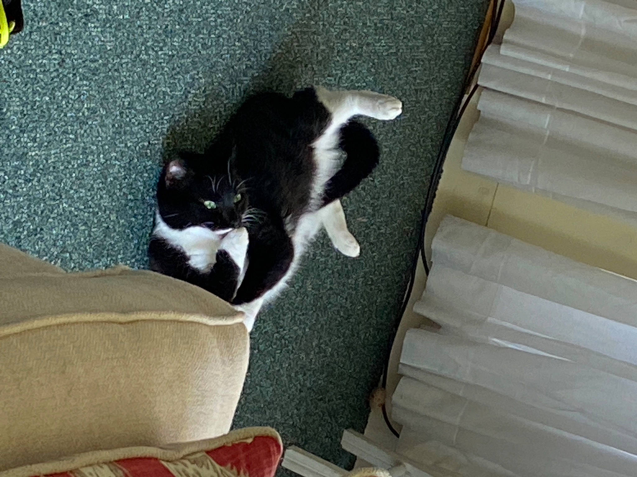 Alice is registered to the contest to win money with this photo: canidae, carnivore, cat, cat_supply, chair, comfort, domestic_short_haired_cat, felidae, floor, flooring, fur, hardwood, room, small_to_medium_sized_cats, tail, textile, whiskers, wood