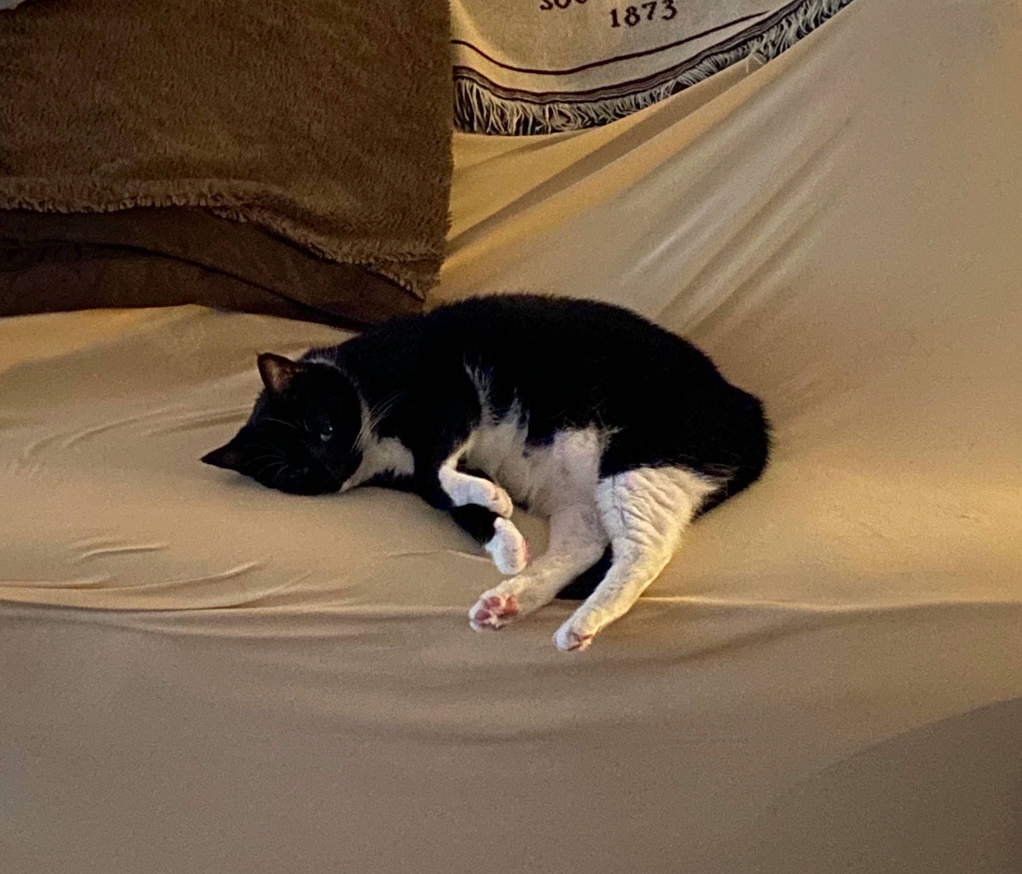 Alice is registered to the contest to win money with this photo: black_cat, canidae, carmine, carnivore, cat, claw, comfort, companion_dog, dog_breed, domestic_short_haired_cat, felidae, fur, linens, nap, paw, sand, small_to_medium_sized_cats, tail, whiskers