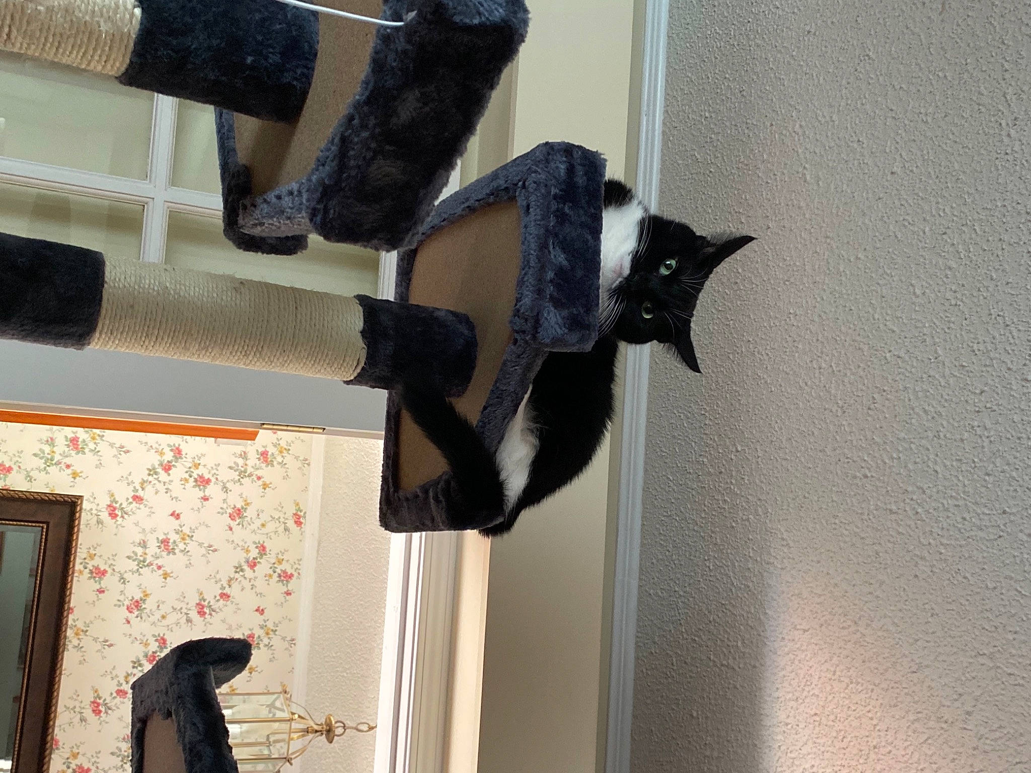 Alice is registered to the contest to win money with this photo: black, bombay, carnivore, cat, cat_supply, curtain, domestic_short_haired_cat, door, felidae, fur, grey, home_door, pet_supply, room, sash_window, small_to_medium_sized_cats, tail, vertebrate, window