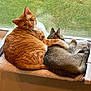 cat, orange_tabby, gray_cat, window, window_perch, cuddle, snuggle, pet, animal, feline, fur, resting, indoor, cozy, companionship, cute, domestic, cute_animals, relaxation, home