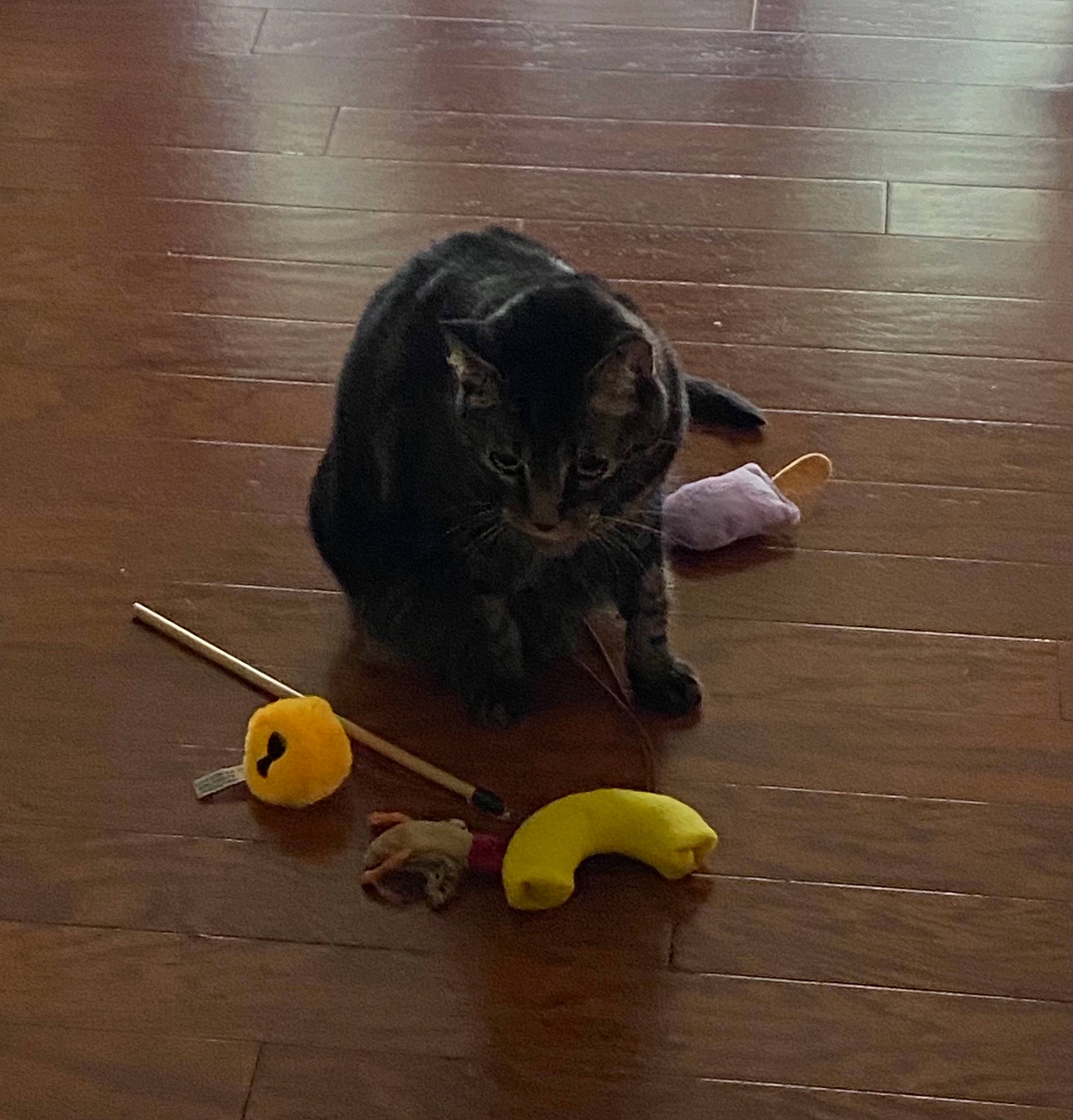 Alex joined the competition — help win amazing prizes! apple, ball, banana, banana_family, cat, cooking_plantain, felidae, floor, flooring, foot, fruit, hardwood, laminate_flooring, natural_foods, produce, saba_banana, small_to_medium_sized_cats, toy, whiskers, wood