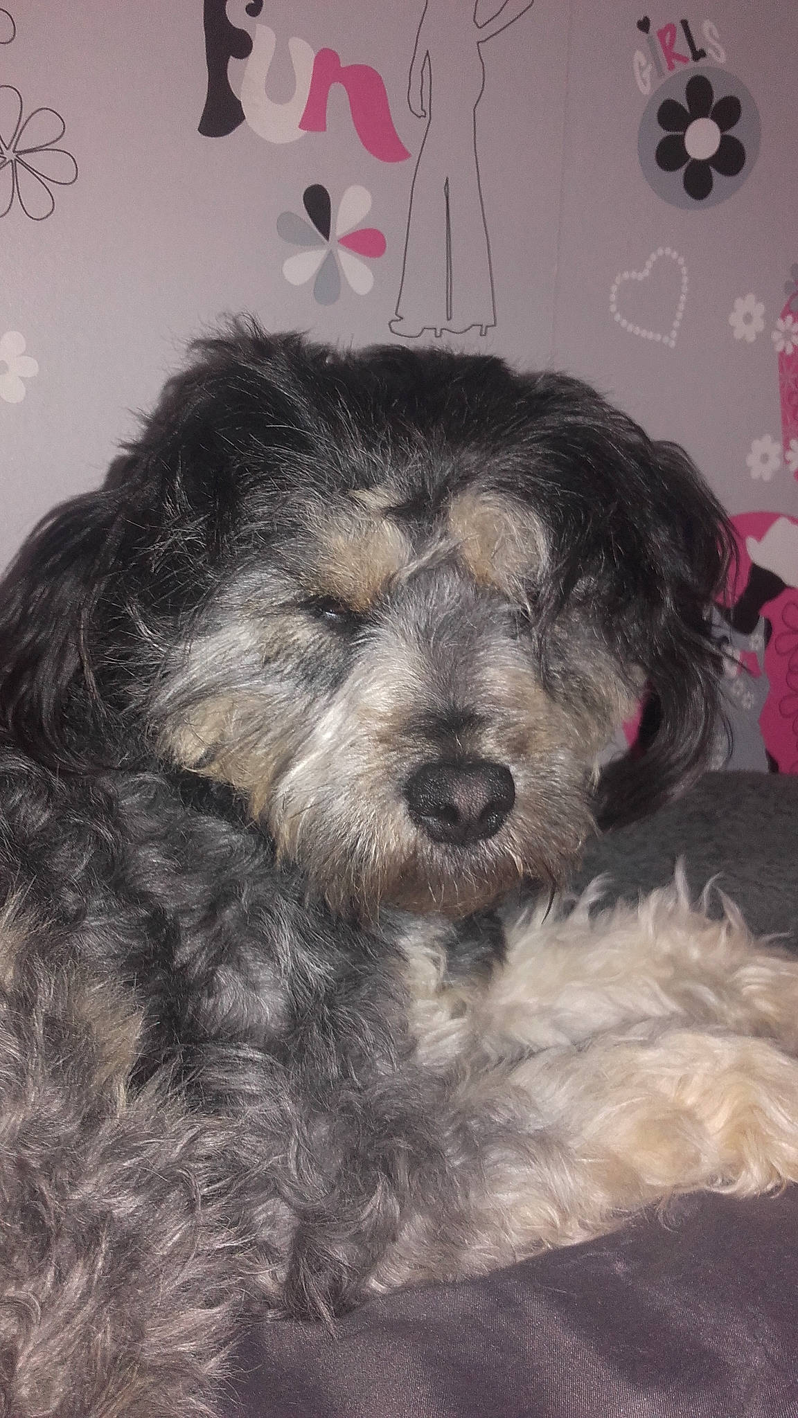 Lilie a rejoint le concours — aidez-le/la à gagner de superbes lots ! bolonka, carnivoran, cockapoo, dog, dog_breed, dog_breed_group, dog_like_mammal, fur, havanese, lhasa_apso, mammal, miniature_schnauzer, morkie, puppy, schnauzer, schnoodle, snout, terrier, tibetan_terrier, vertebrate