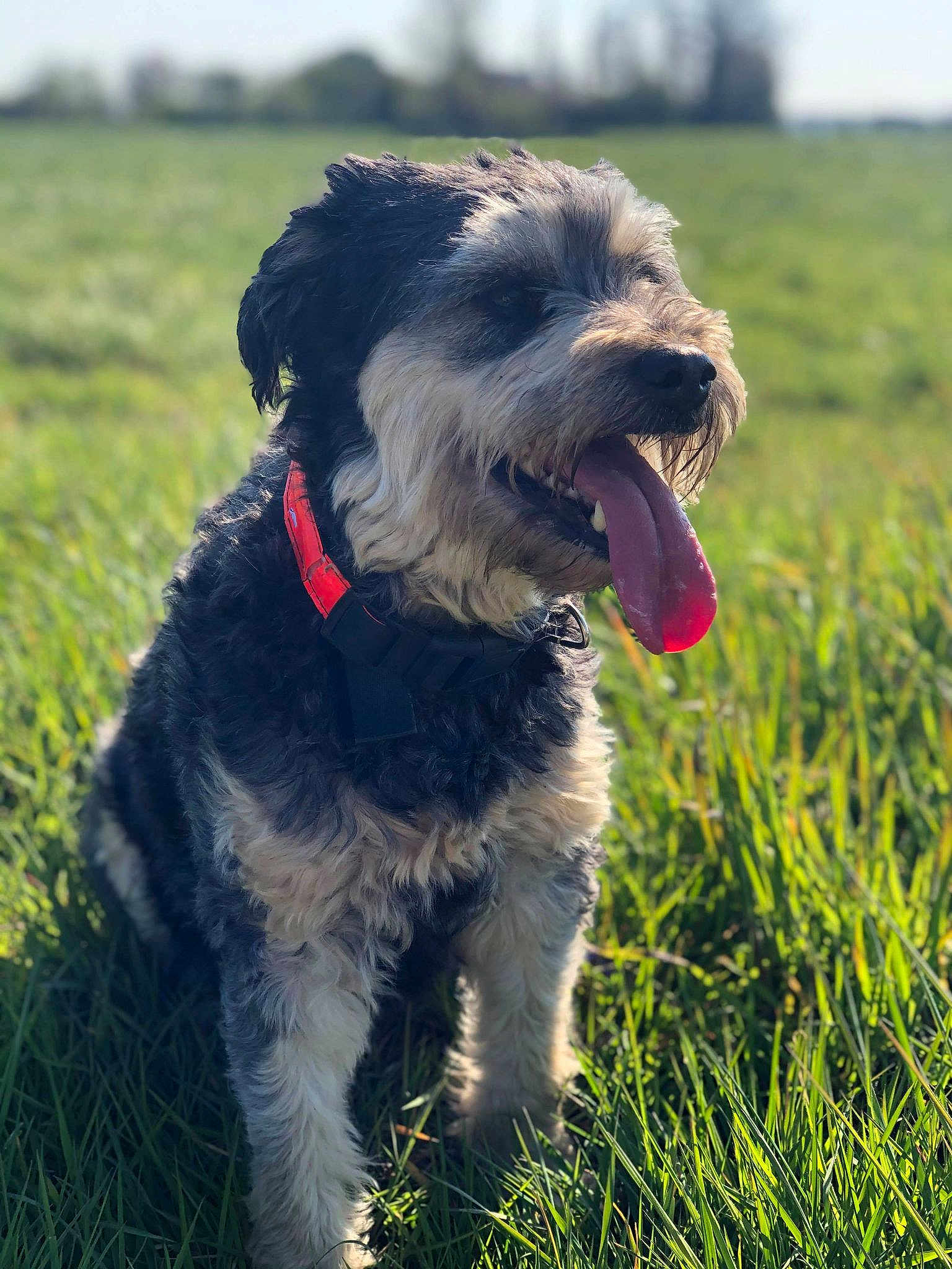 Lilie
