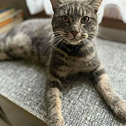 Alm participe au concours pour gagner de l&#x27;argent avec cette photo : animal, cat, closeup, curious, domestic_cat, ears, face, feline, fur, indoor, lying_down, paws, pet, relaxed, resting, soft_light, tabby, texture, whiskers, window