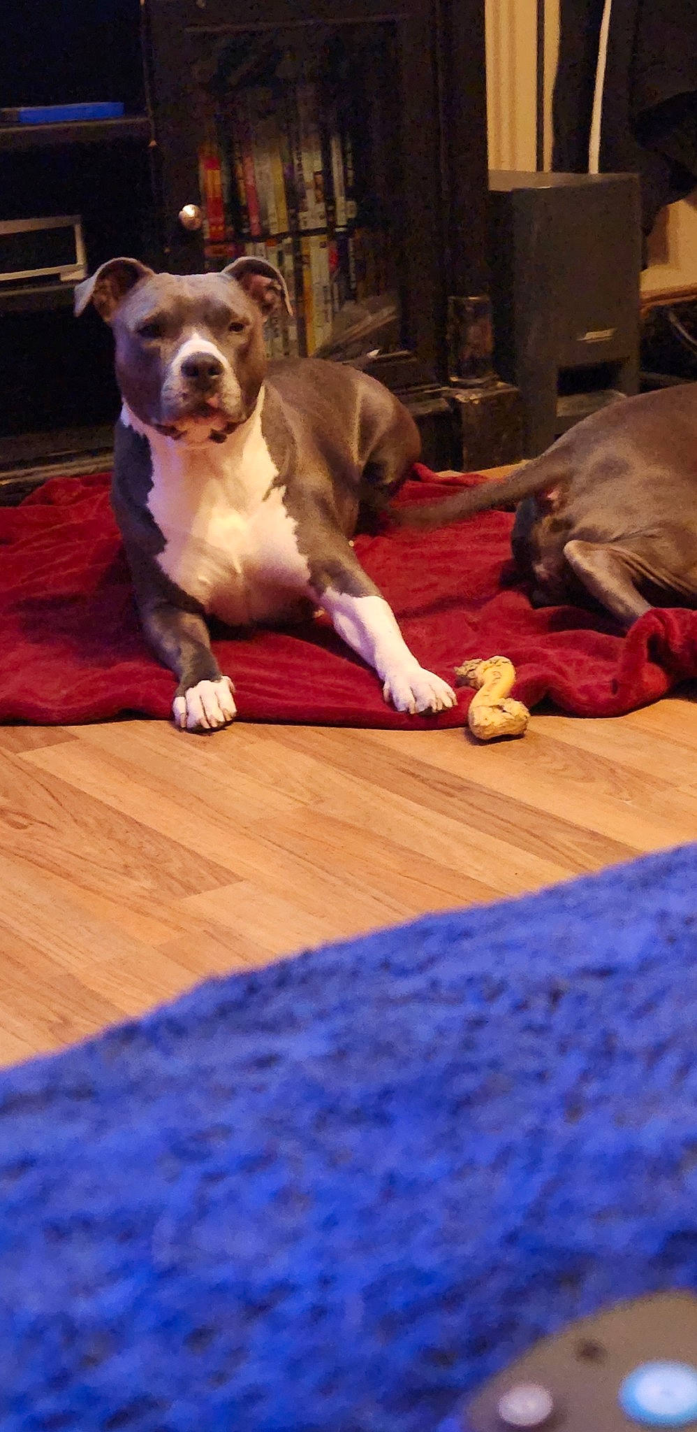 Gemma joined the competition — help win amazing prizes! blue, carnivore, comfort, companion_dog, dog, dog_breed, fawn, flooring, hardwood, laminate_flooring, paw, room, sitting, snout, sporting_group, tail, varnish, wood, wood_flooring, wood_stain