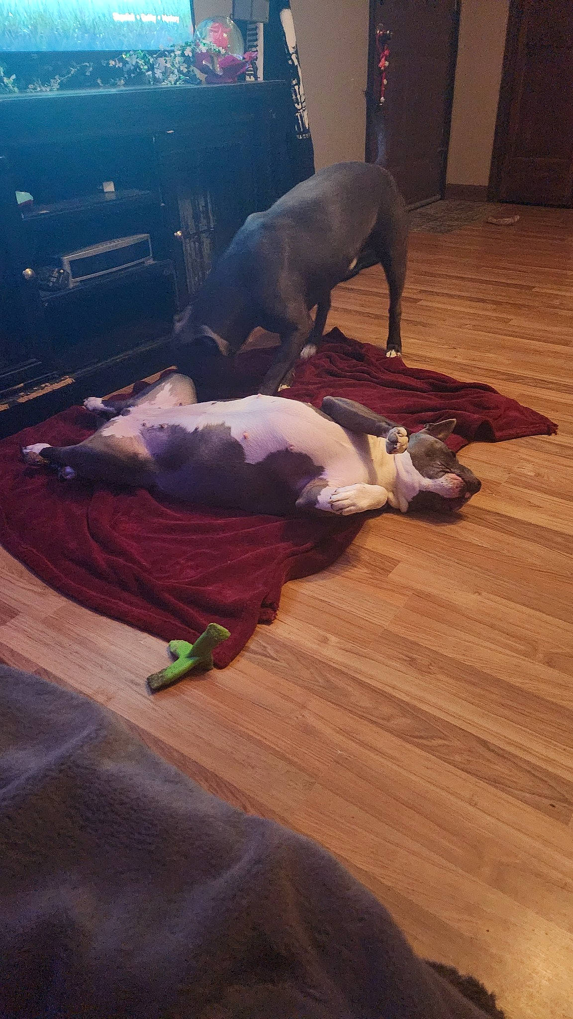 Gemma joined the competition — help win amazing prizes! carnivore, comfort, companion_dog, dog, dog_breed, fawn, floor, flooring, foot, hardwood, human_leg, laminate_flooring, plywood, tail, thigh, varnish, wood, wood_flooring, wood_stain, working_animal